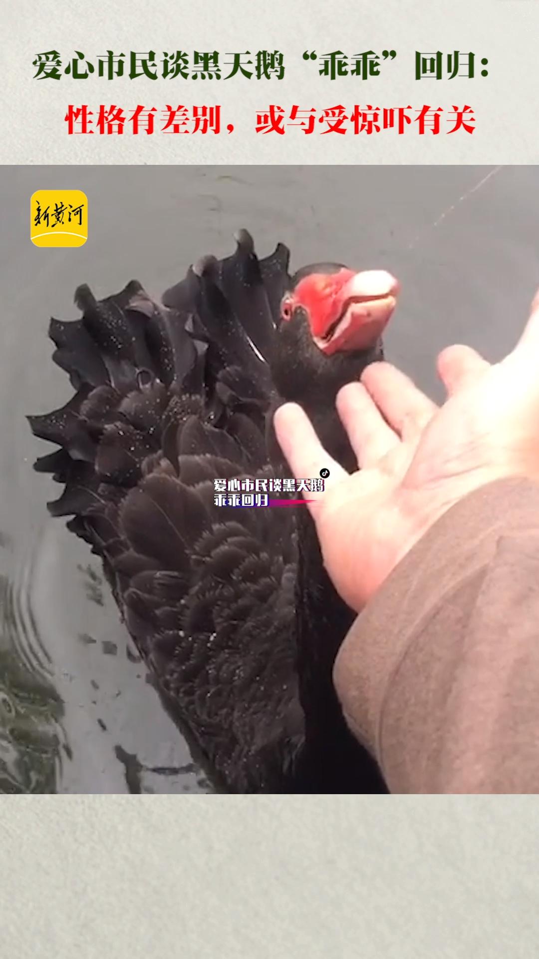 11月1日,山东济南,爱心市民谈黑天鹅乖乖回归:性格与走失前有差别,或与受惊吓有关 山东生