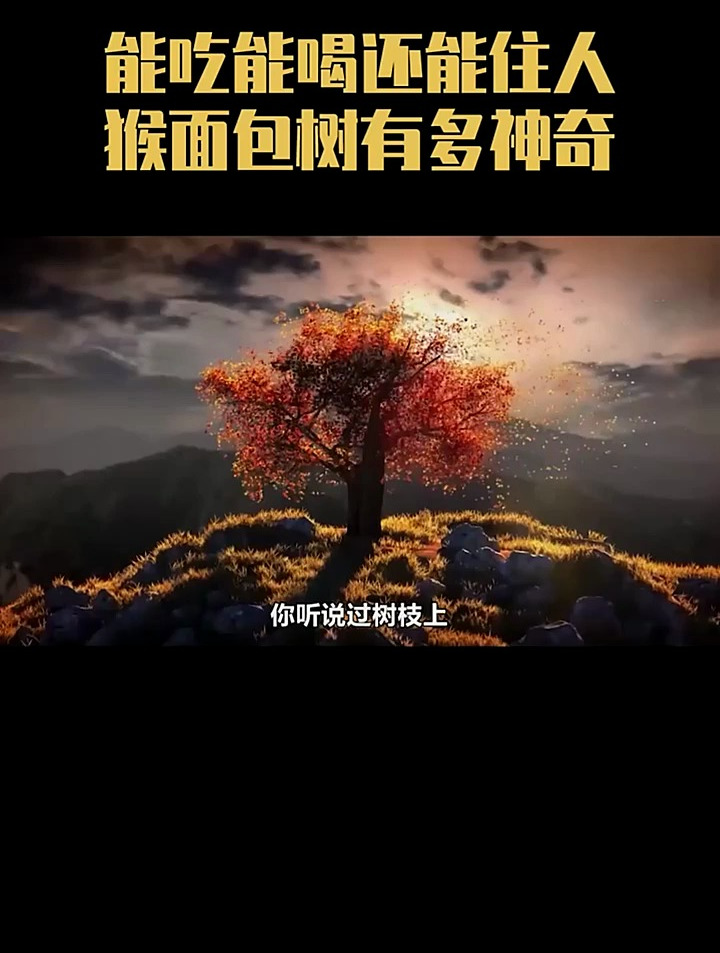 你知道猴面包树吗?它被称为非洲圣树,能吃能喝还能当房子住