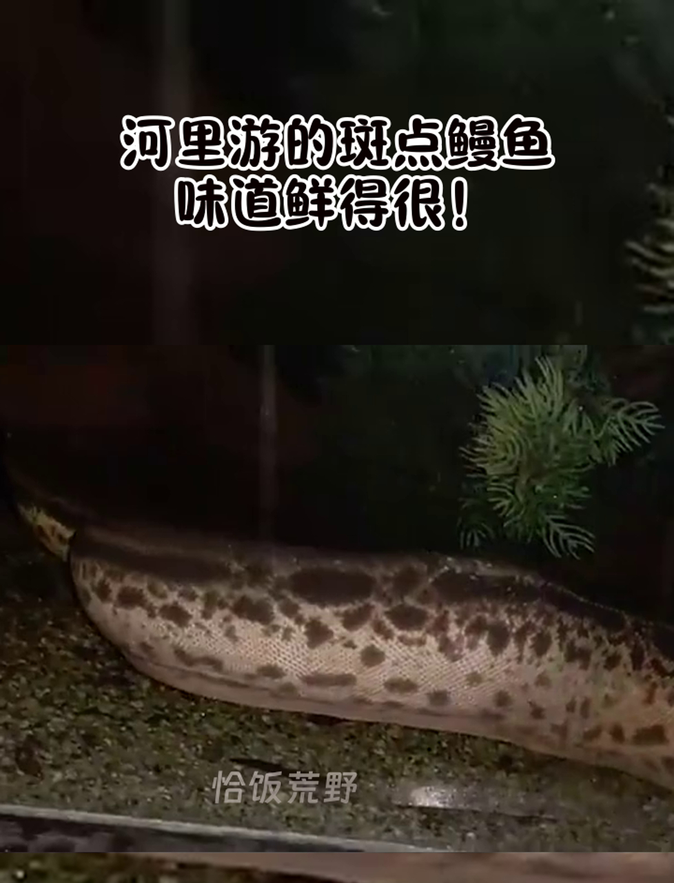 河里游的斑点鳗鱼,味道鲜得很!