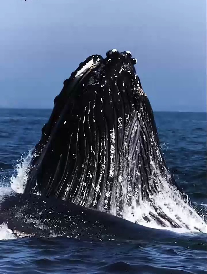 鲸鱼出水的壮观画面