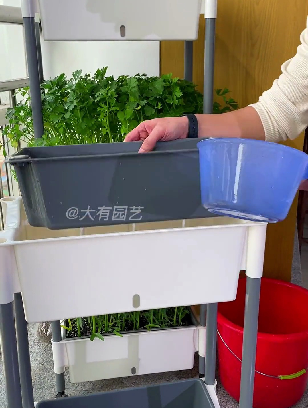 阳台种菜用多层懒人种菜盆,方便又实用!