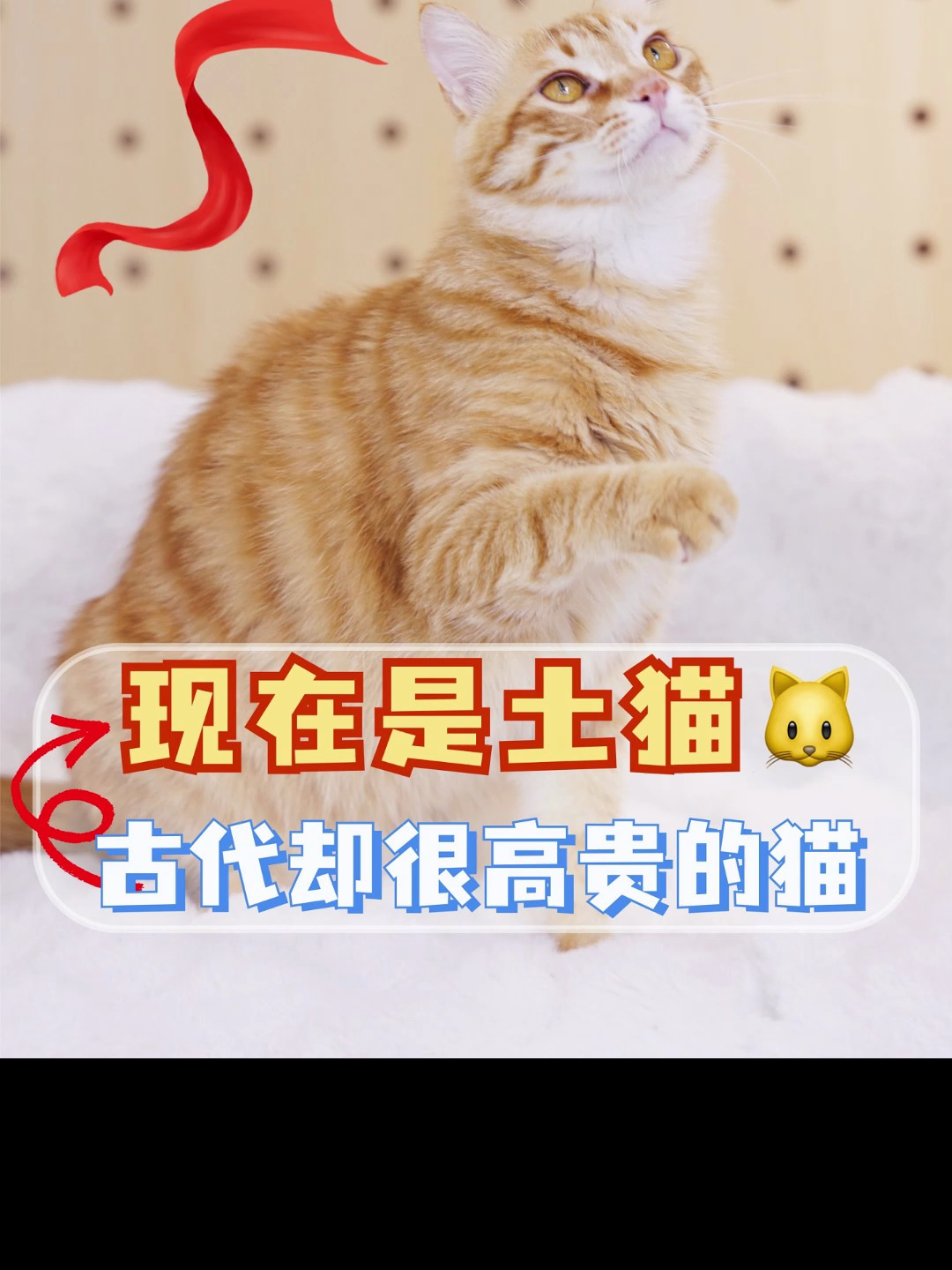现在是土猫,古代却很高贵的猫
