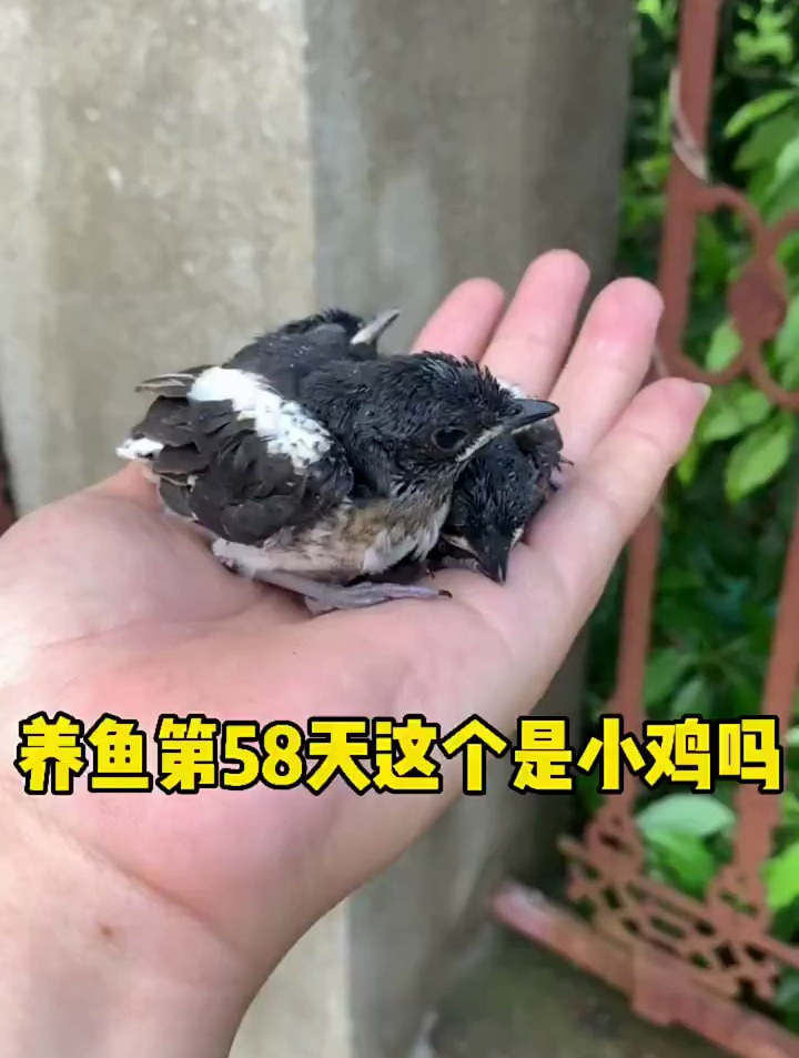 养鱼第58天,这个是小鸡吗
