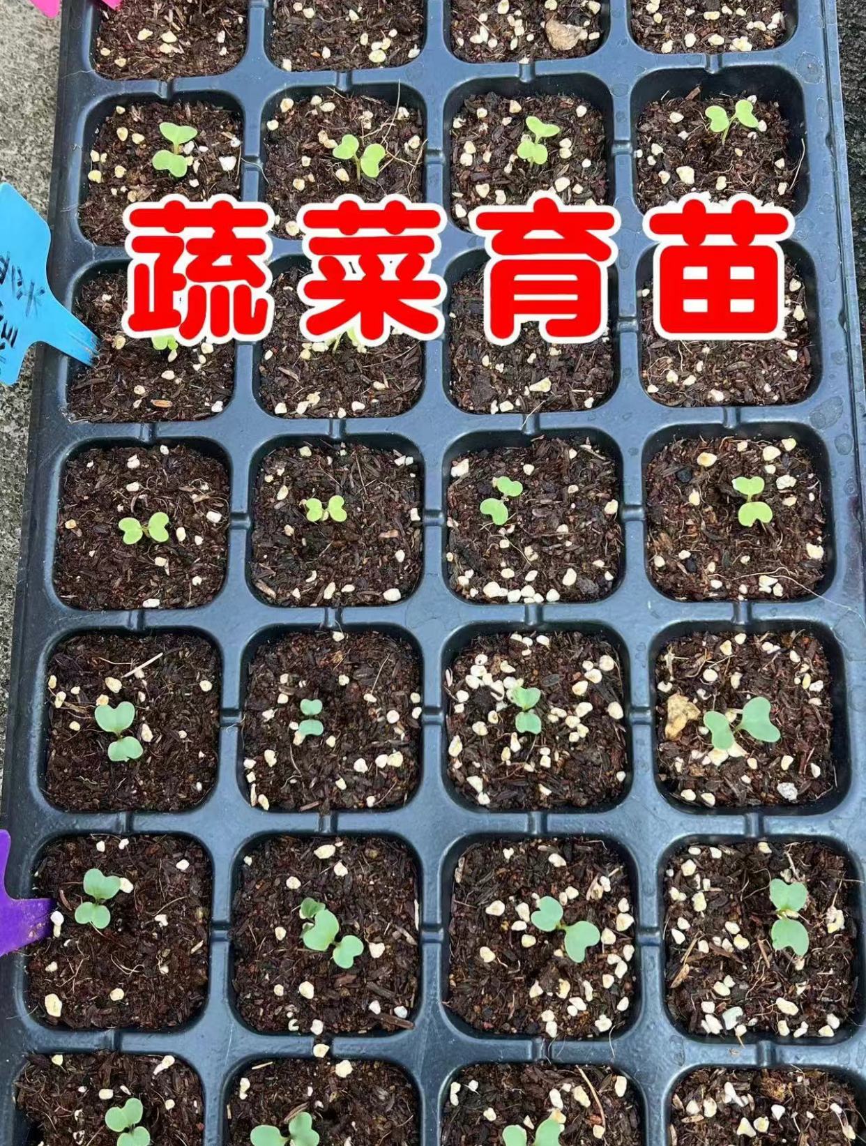 蔬菜经过育苗移栽,长得大而且很均匀,这个育苗盘可以育各种蔬菜