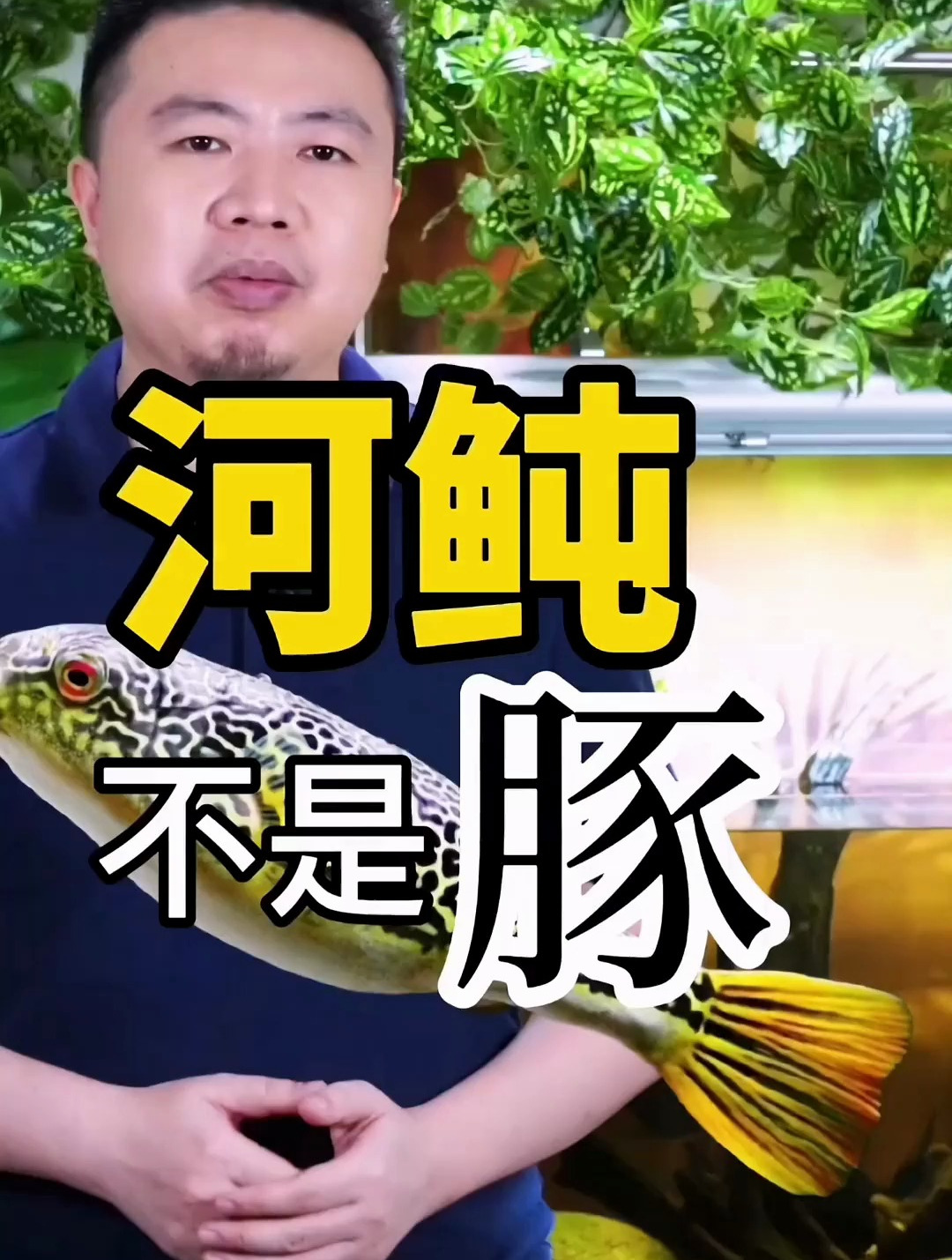 潜水艇 狗头 巧克力娃娃 都是河鲀 怎么养呢