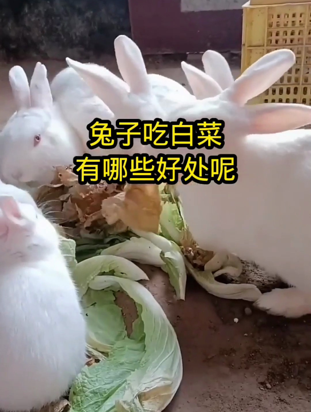 兔子吃白菜,好处多的不得了,你知道吗