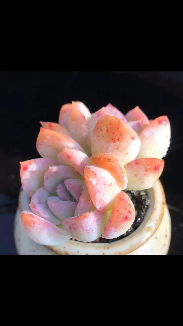 多肉植物 莎莎女王 老桩无砍整群 一物一拍