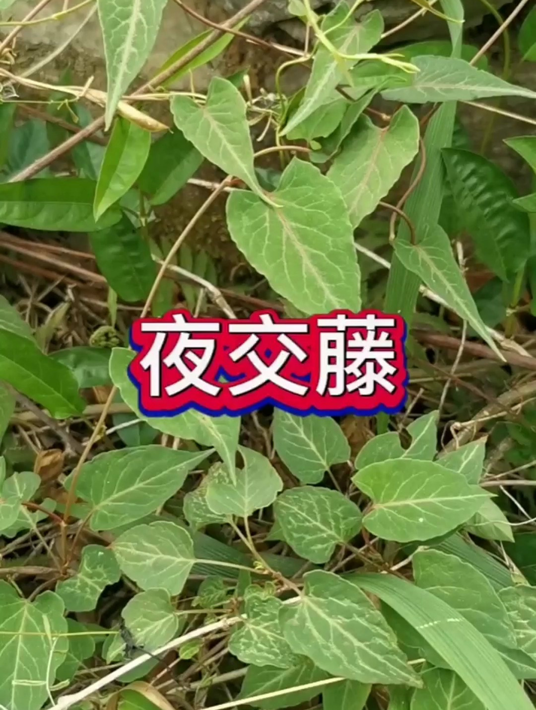 贵州的野菜太多了,很多都是药食两用的,这夜交藤你认识吗?
