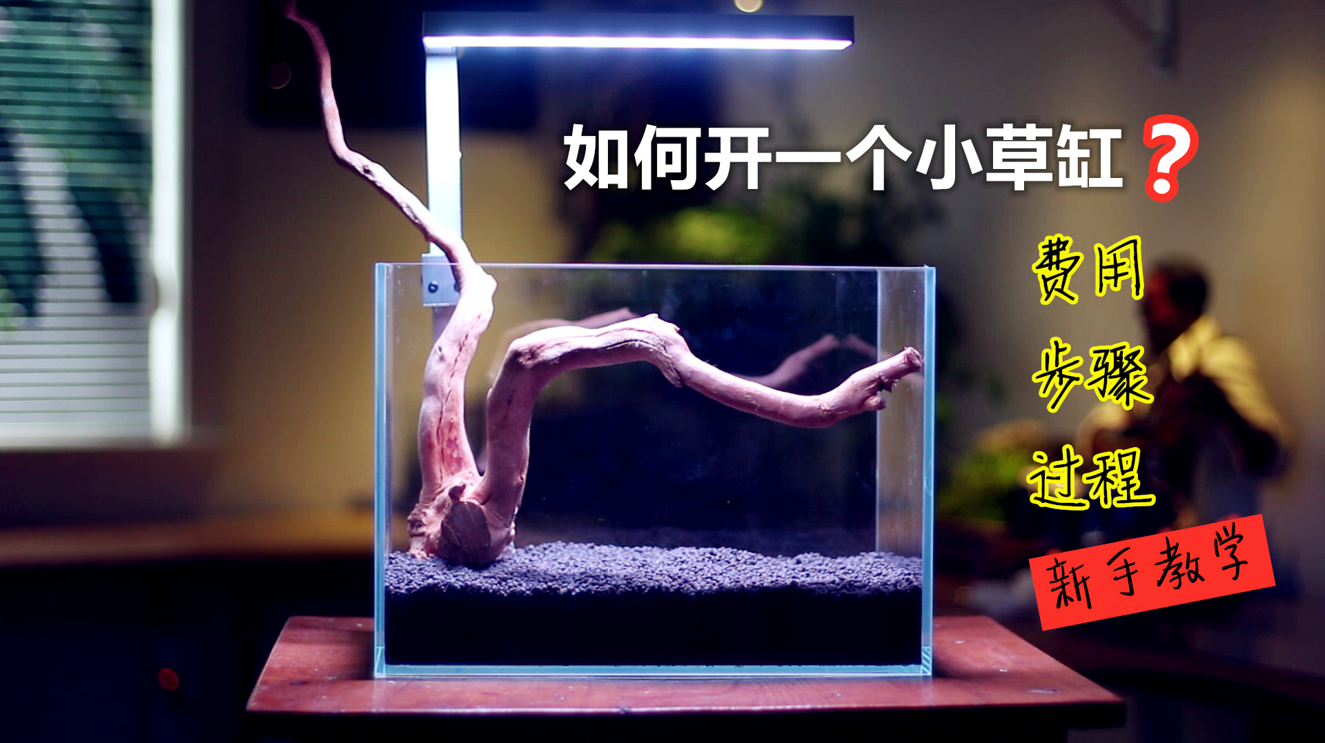 教程|如何开一个小草缸?费用?步骤?过程?