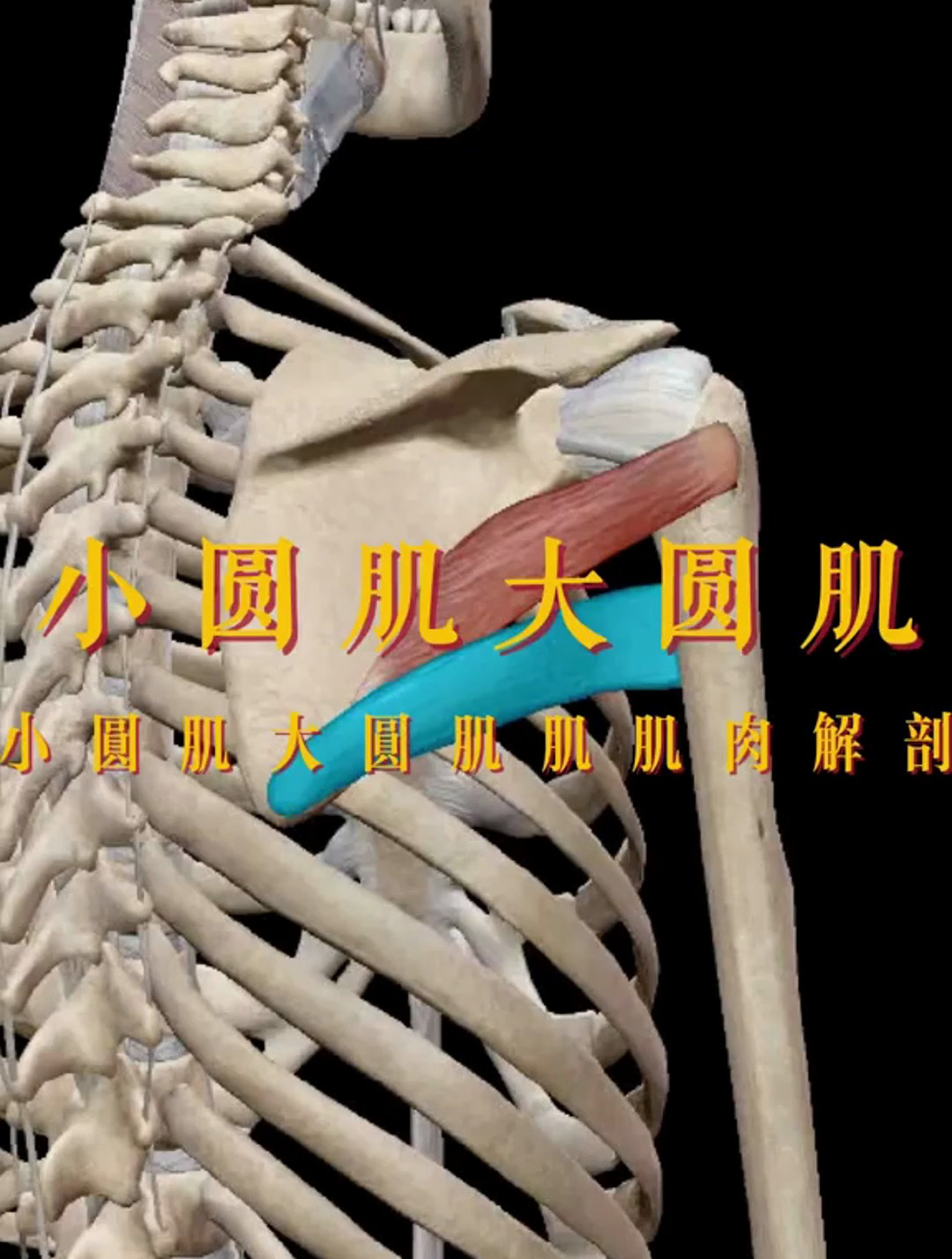 大圆肌和小圆肌的差异