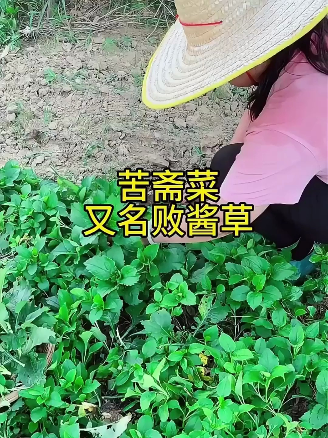 苦斋菜可是客家人的心头好,可它的臭袜子味,你真有勇气挑战吗