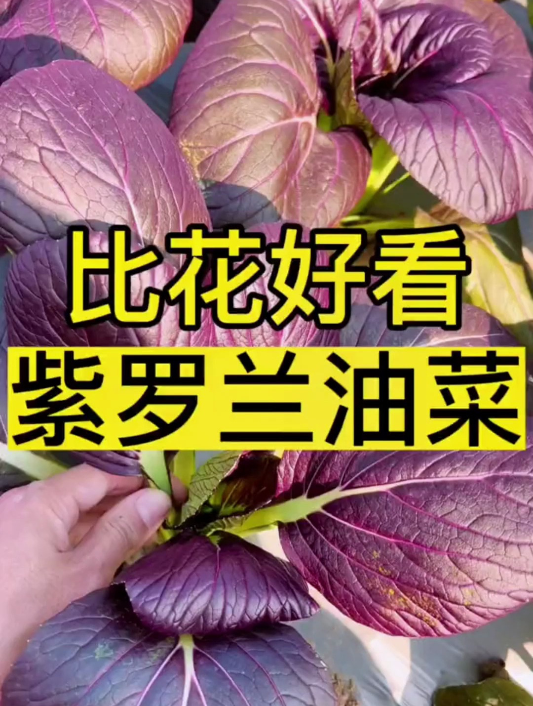 这个菜比花还好看?又好吃又好看!