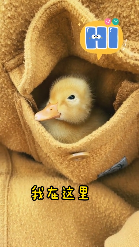 小鸭鸭能有多可爱……