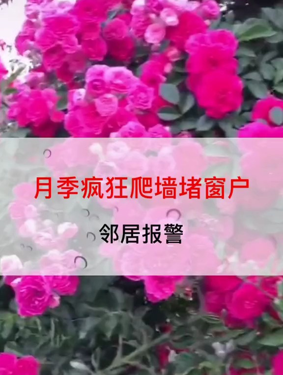 月季品种你认识几个?花,喜欢养花交流养花绝招