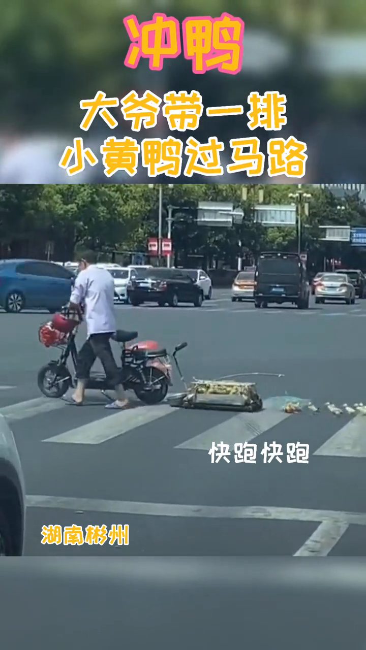 “冲鸭”!湖南郴州一大爷带一排小黄鸭过马路,队伍有数米长!