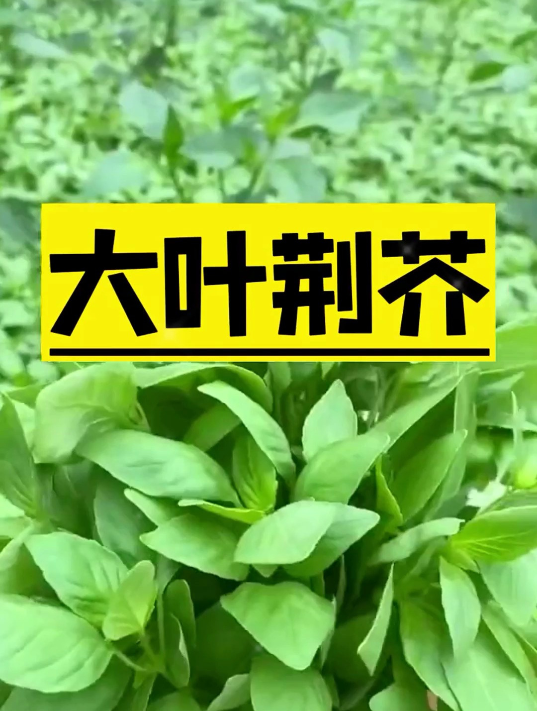 农村这种调味菜,茎叶长得像紫苏,深受河南人喜爱,四季均可种植