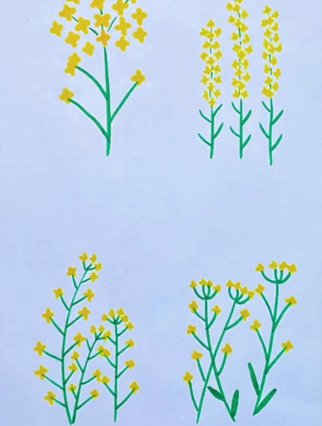 会画十字就会画油菜花