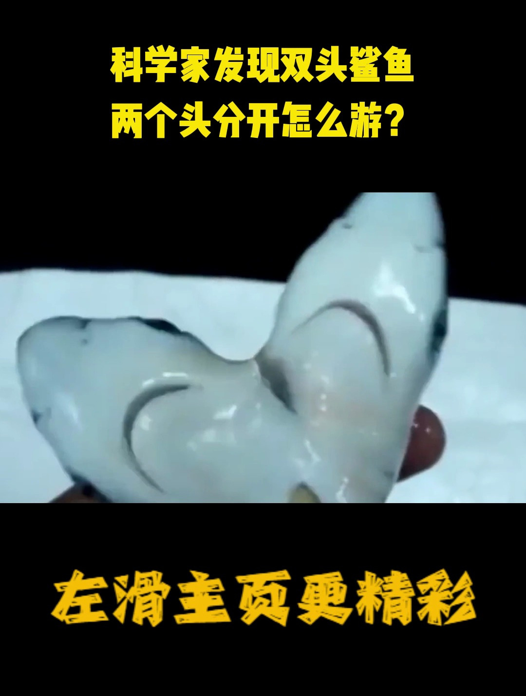 科学家发现双头鲨鱼,两个头分开怎么游?镜头记录全过程