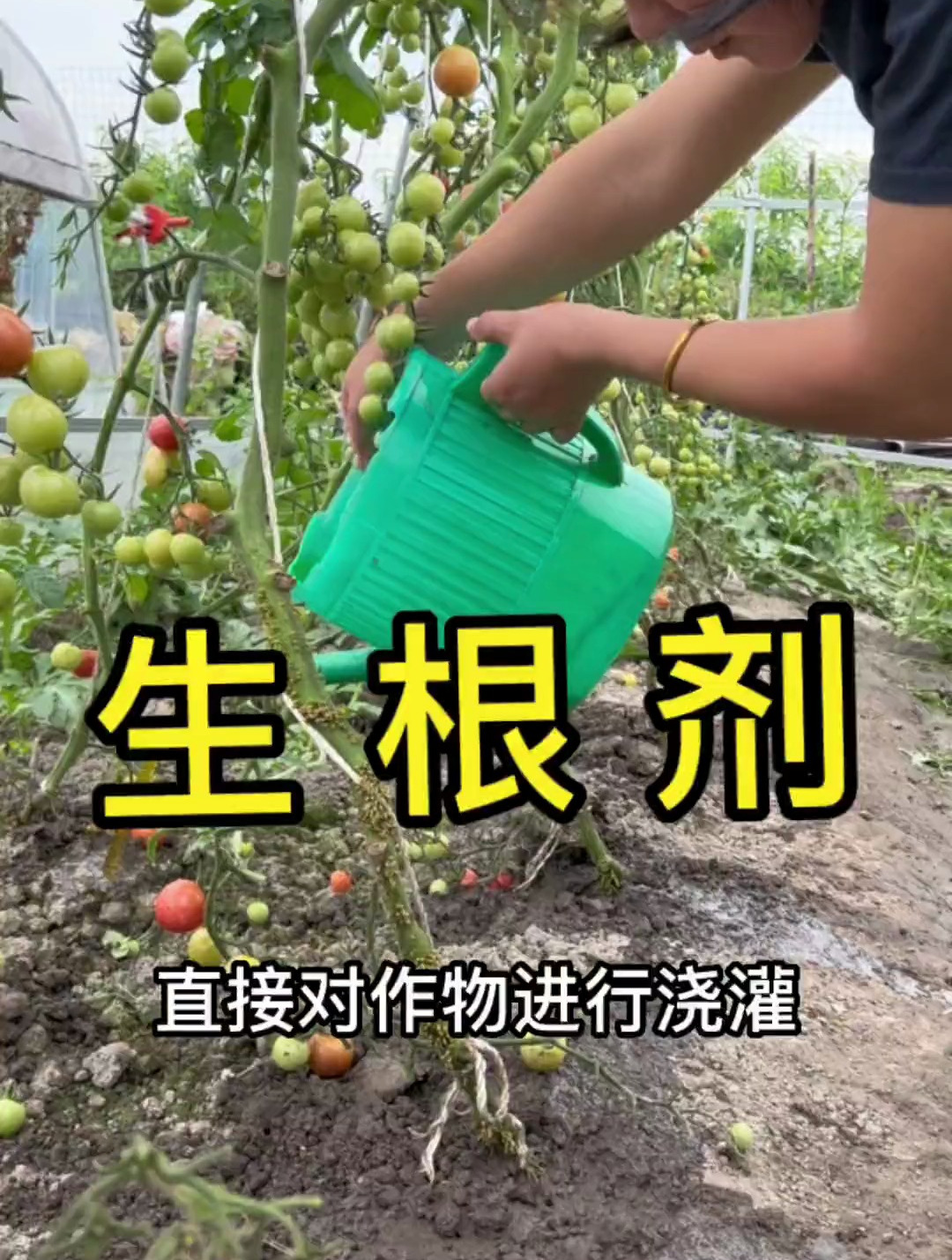 这是一款我们常见而且有效的生根剂,种植瓜果蔬菜的好帮手