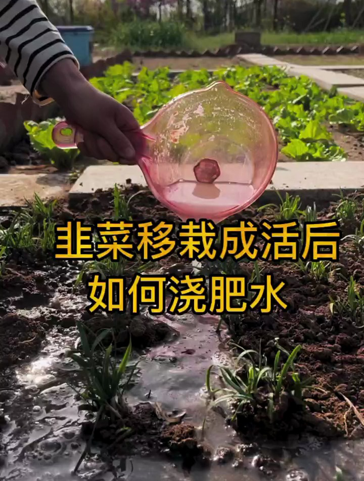 韭菜移栽成活后,这个时候就可以浇肥水了