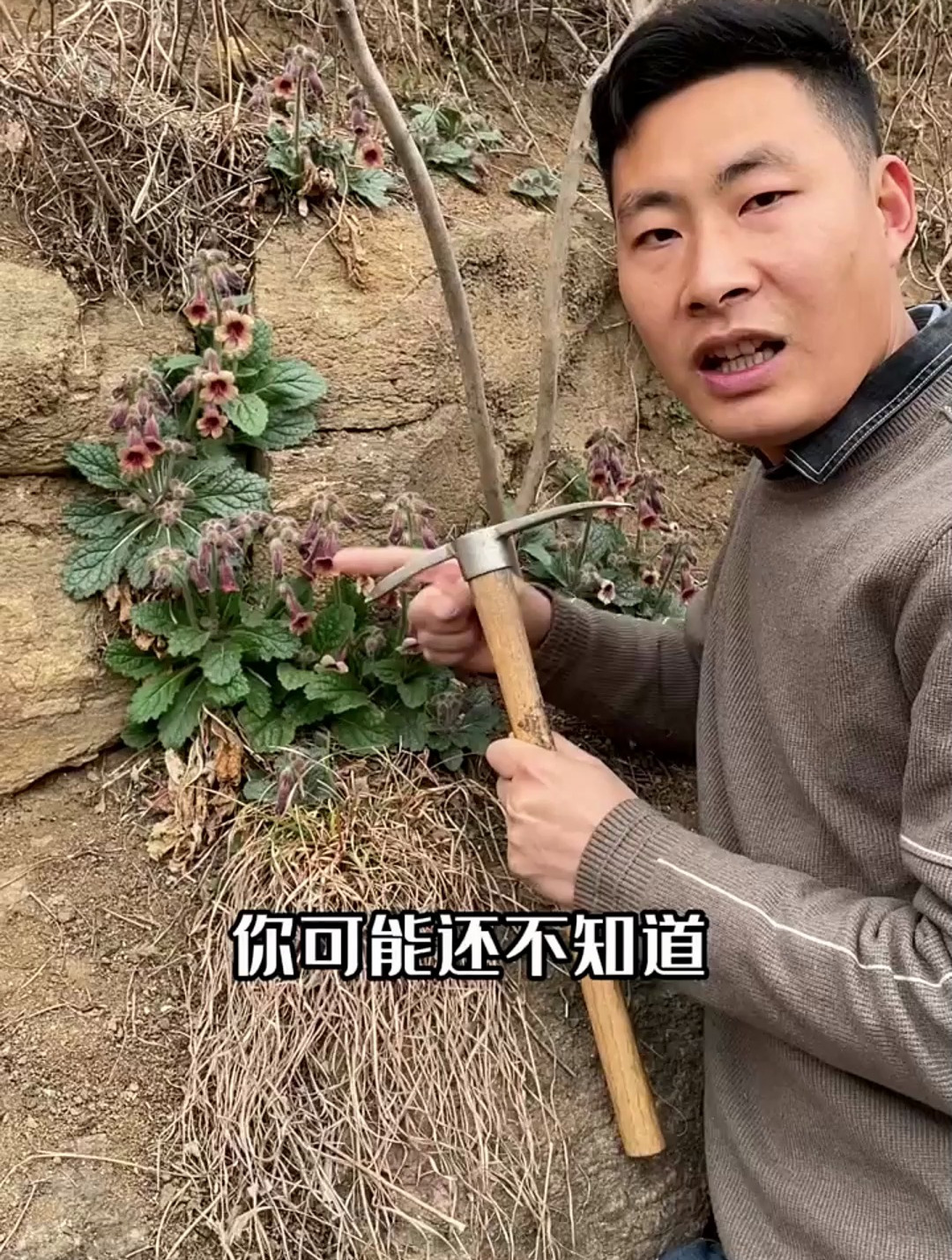 地黄,你的家乡又是怎么叫它的呢?