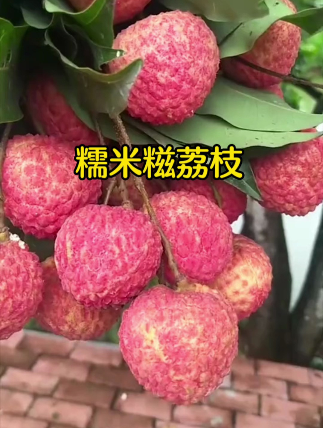 糯米糍荔枝苗,果肉饱满厚实 味道清甜 果大核小