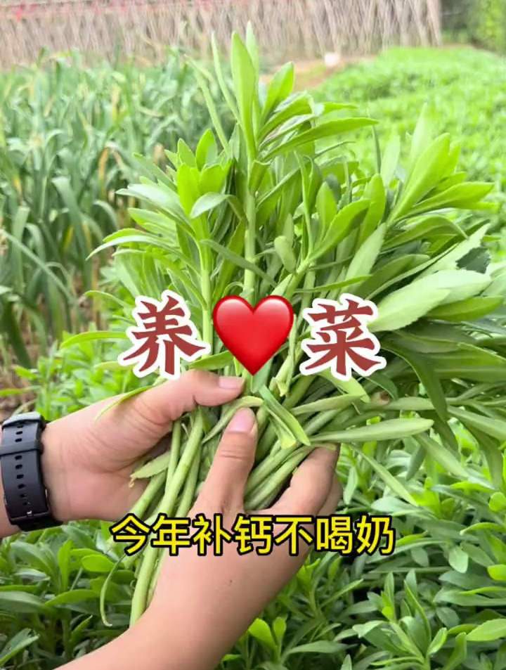 补钙就吃高钙菜