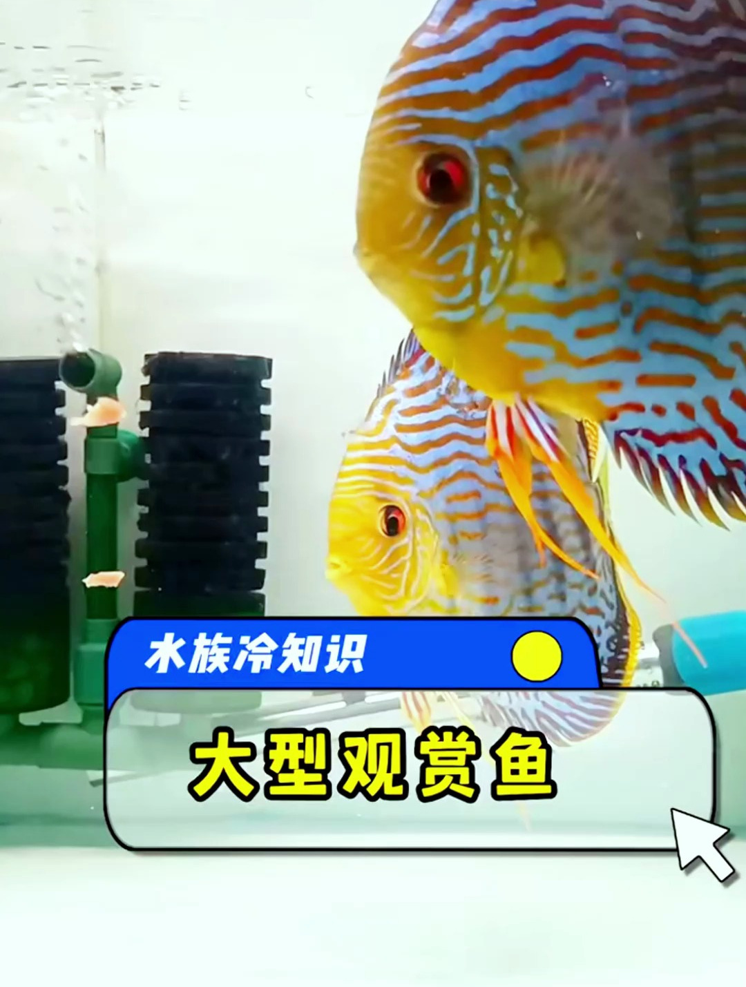 十种大型观赏鱼,最后一个居然能长到四米