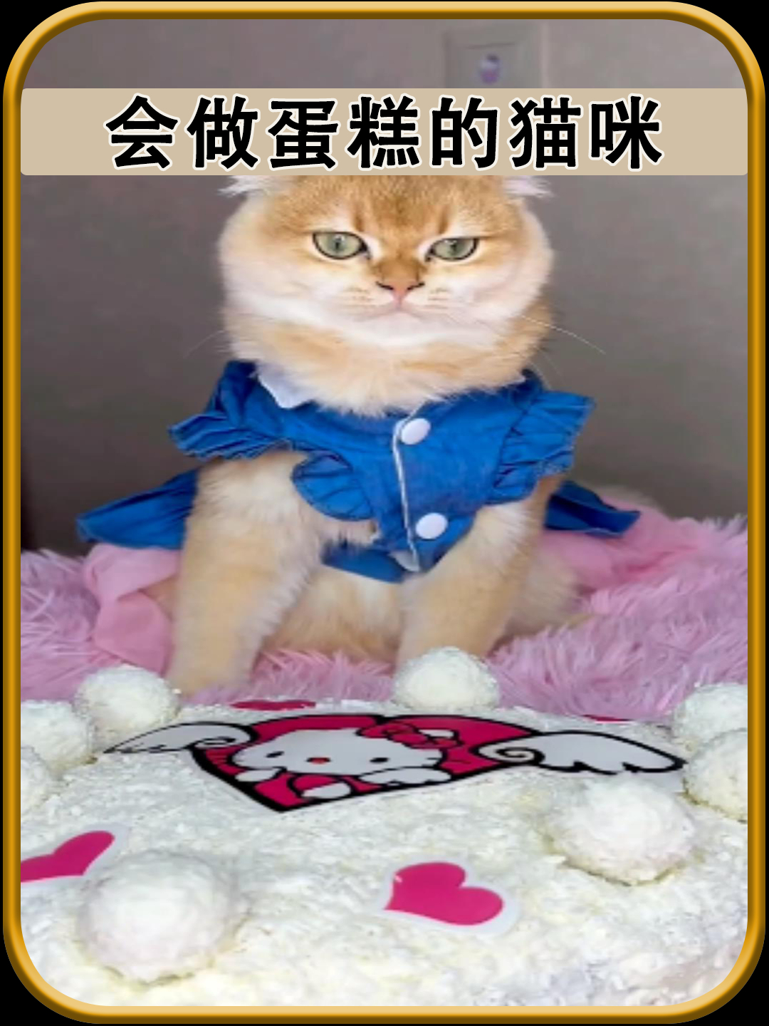 会做爱心蛋糕的猫咪
