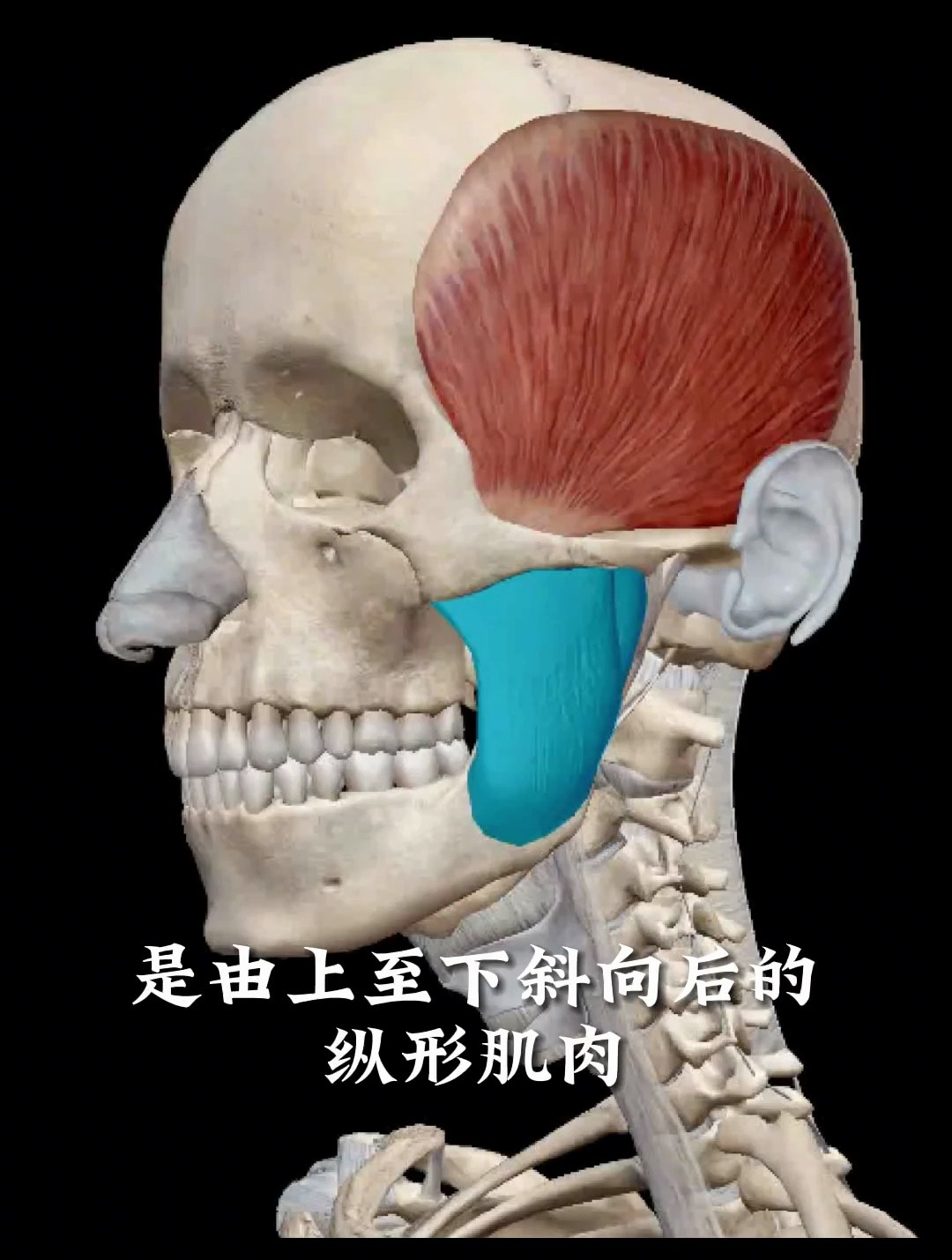 面部咬肌肌肉解剖