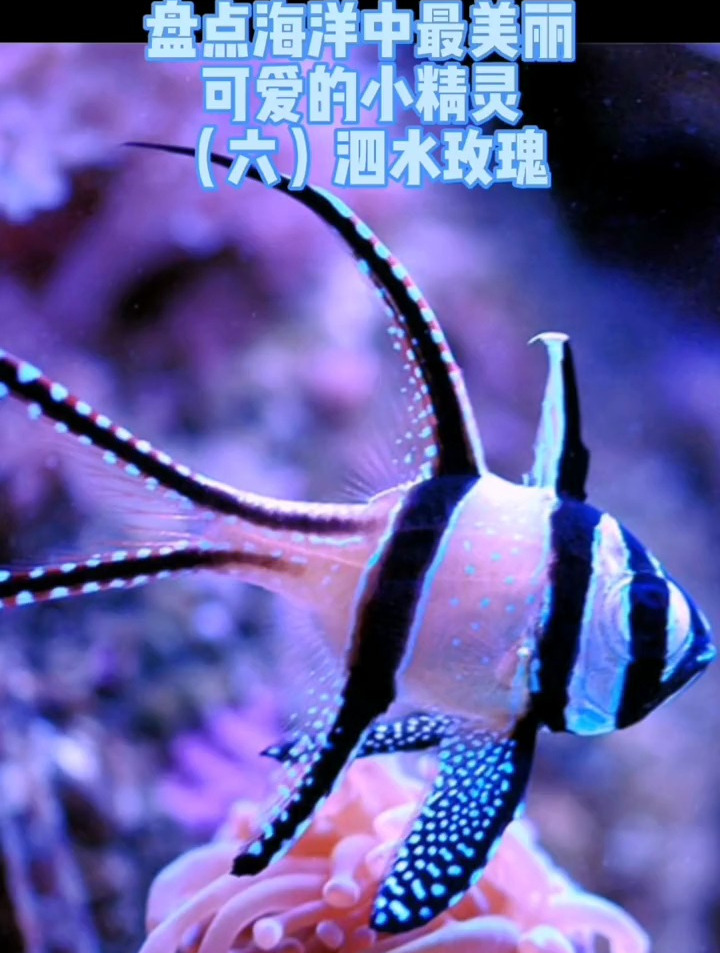 巴黎天使泗水玫瑰鱼,海洋中最美丽可爱的小精灵!