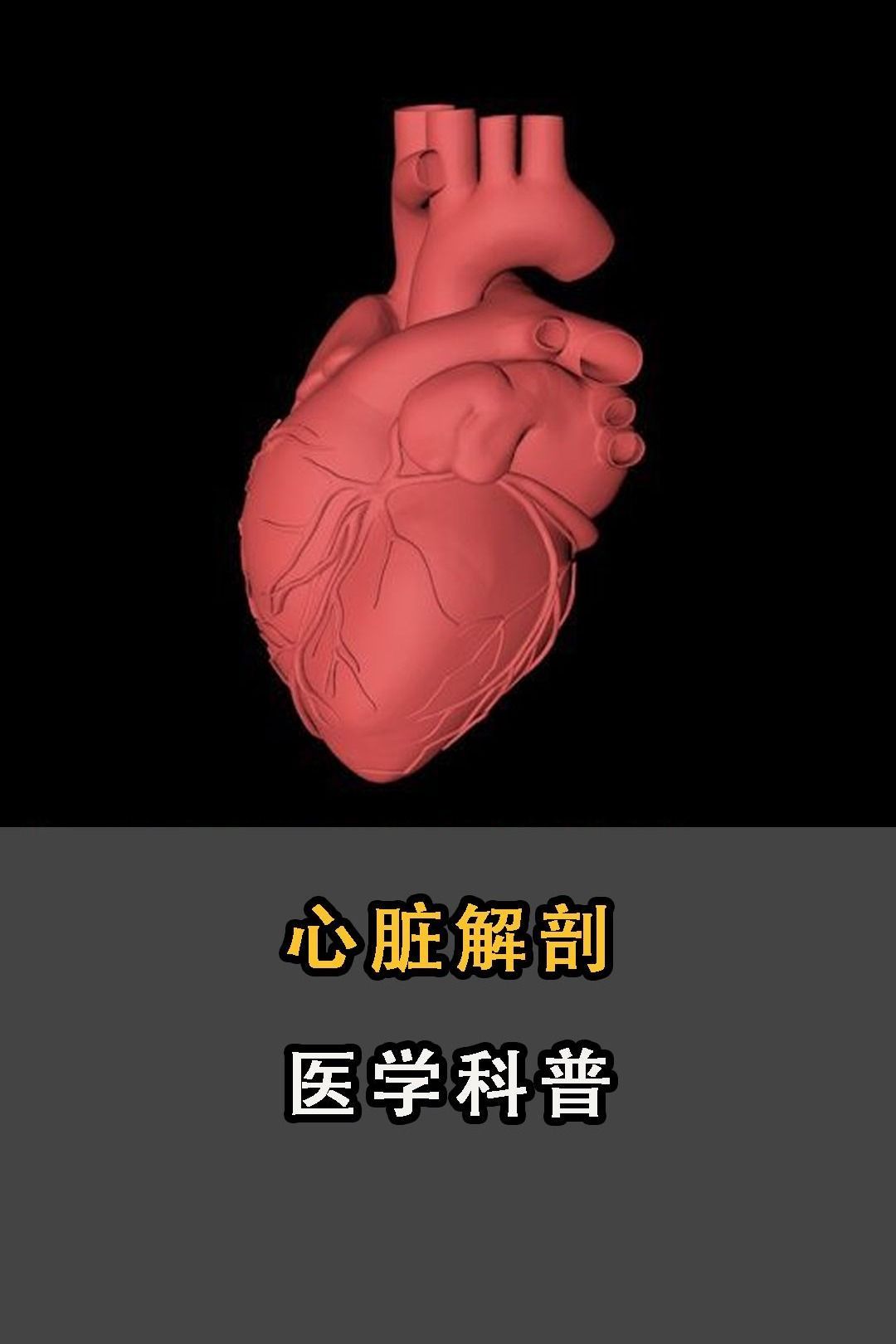真实心脏解剖图解