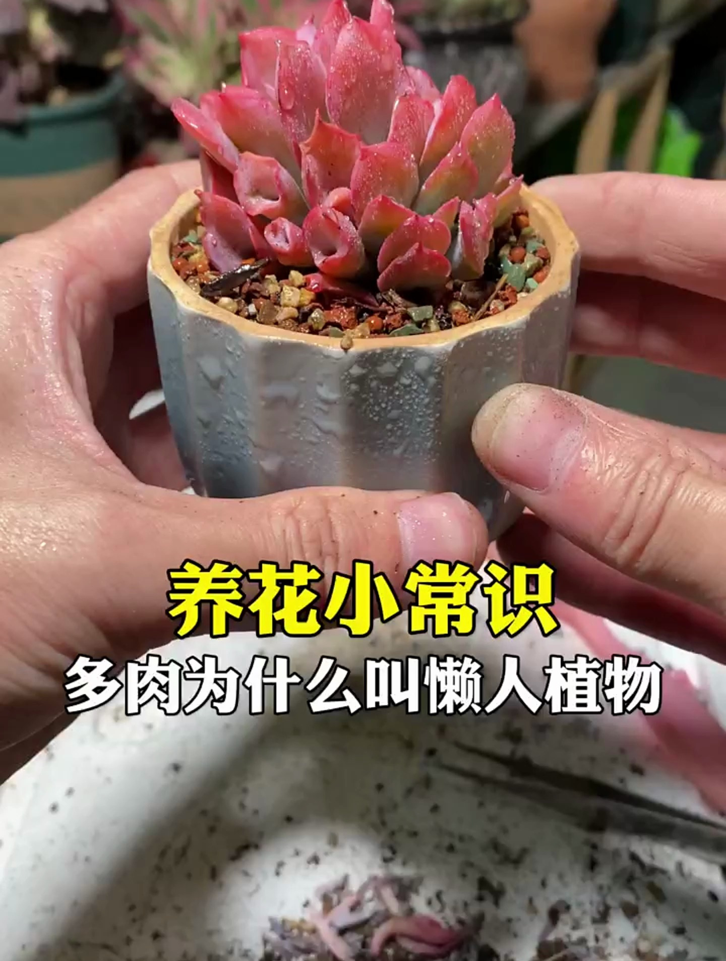 多肉为什么叫懒人植物