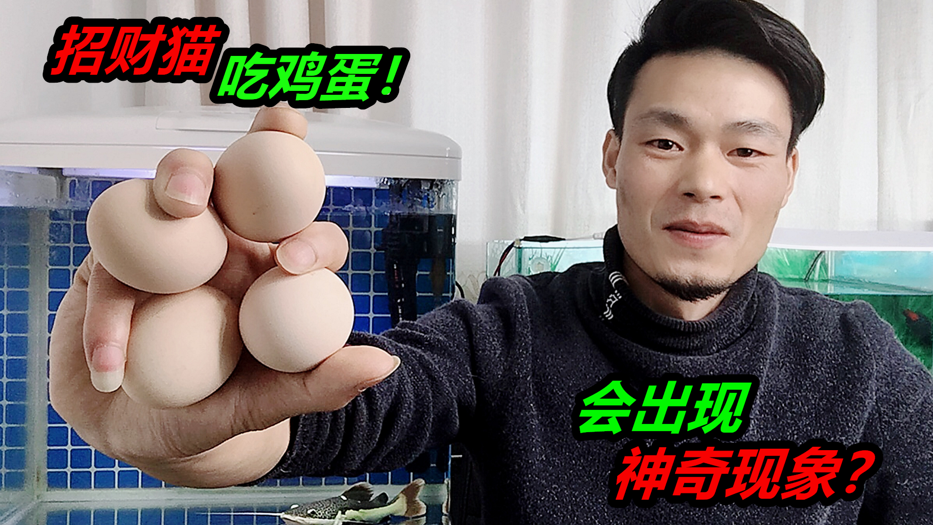 粉丝提议给招财猫吃鸡蛋，据说会出现神奇的现象，我照做了
