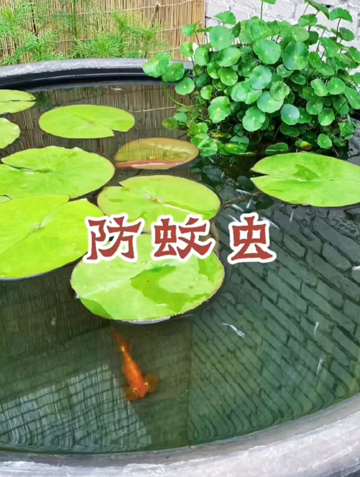 你知道观背青鳉还可以防鱼缸蚊虫吗?原来这小鱼真的还有这种功能