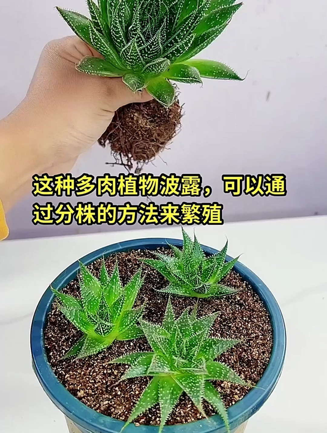 分享多肉植物波露的,分枝繁殖操作方法