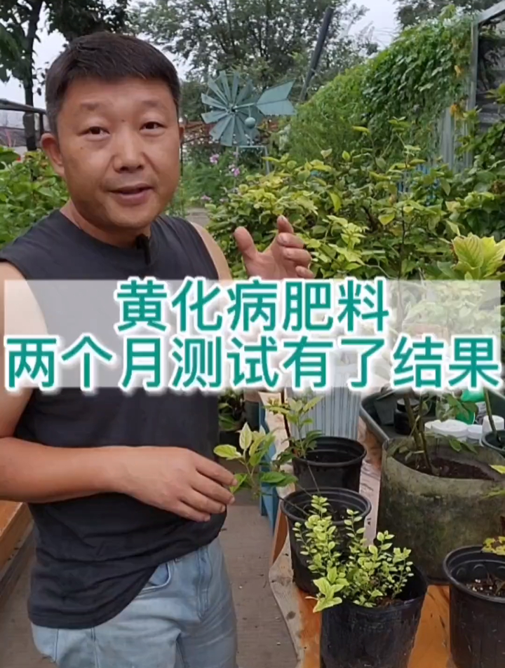 叶脉绿色叶肉黄色或白色是缺素症,经过两个月测试找到最佳方案