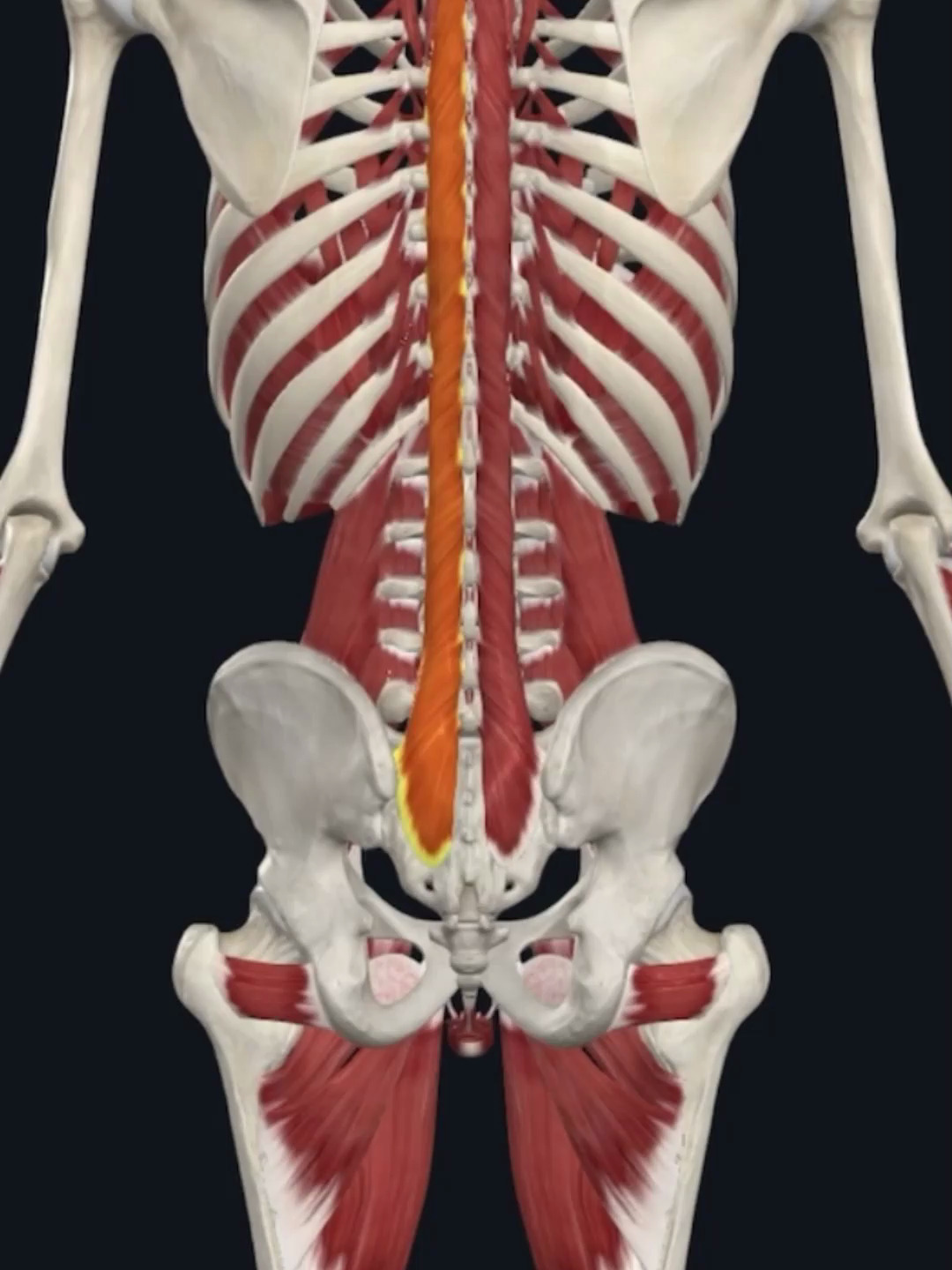 带你认识背部肌肉-多裂肌