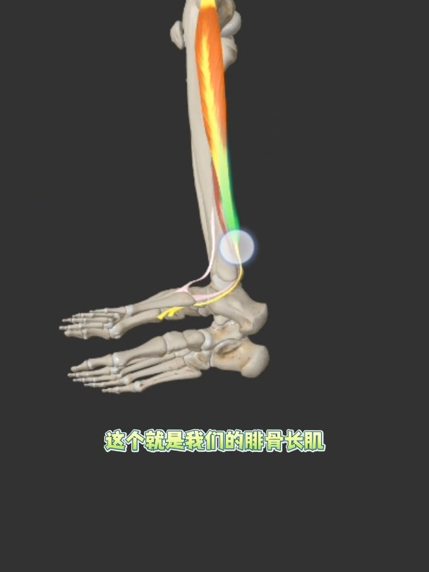 小腿外侧有哪些肌肉,带你了解一下腓骨肌