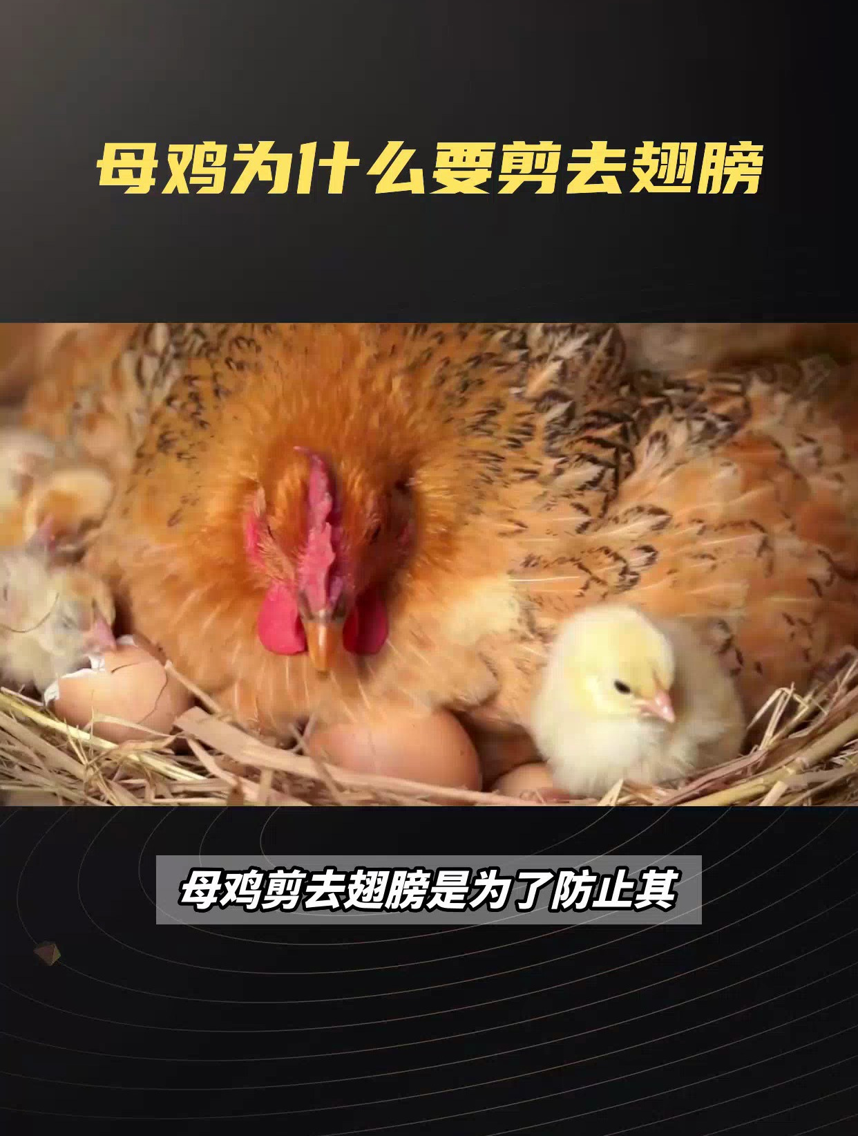 母鸡剪去翅膀为何不下蛋,原因揭秘与解决办法