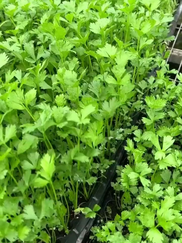 蔬菜中的贵族“芹菜”,选对品种是关键,满满的香气!