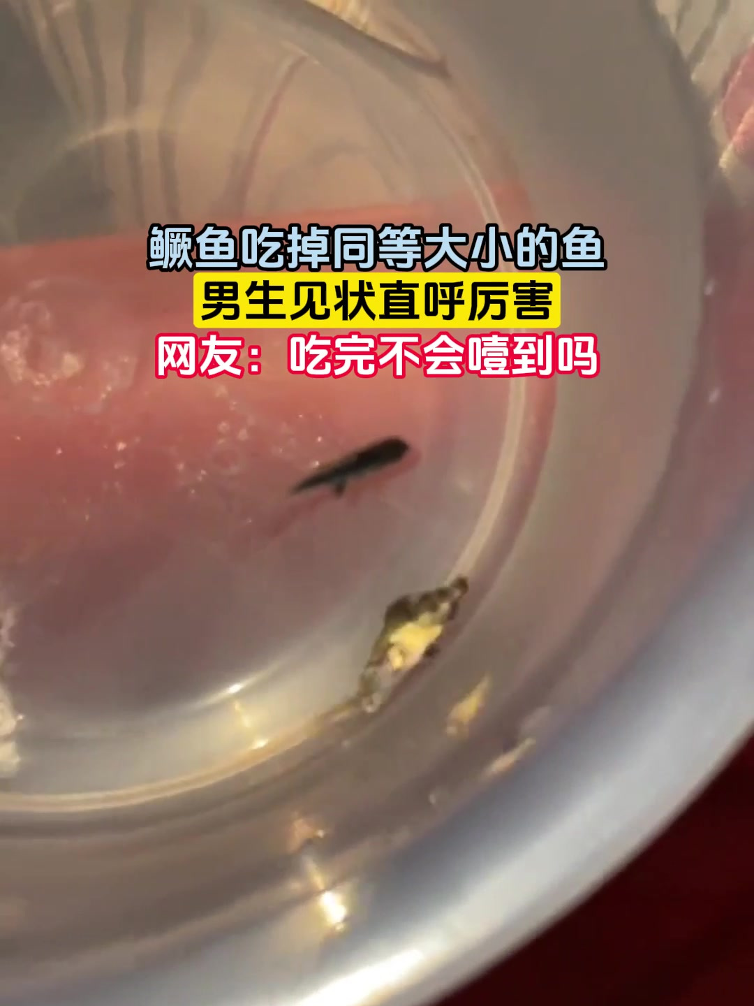鳜鱼吃掉同等大小的鱼,男生见状直呼厉害,网友:吃完不会噎到吗