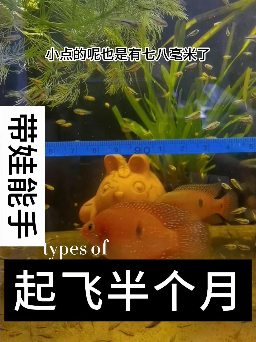 红宝石鱼繁殖是很容易的,一对鱼配对后很快就可以繁殖