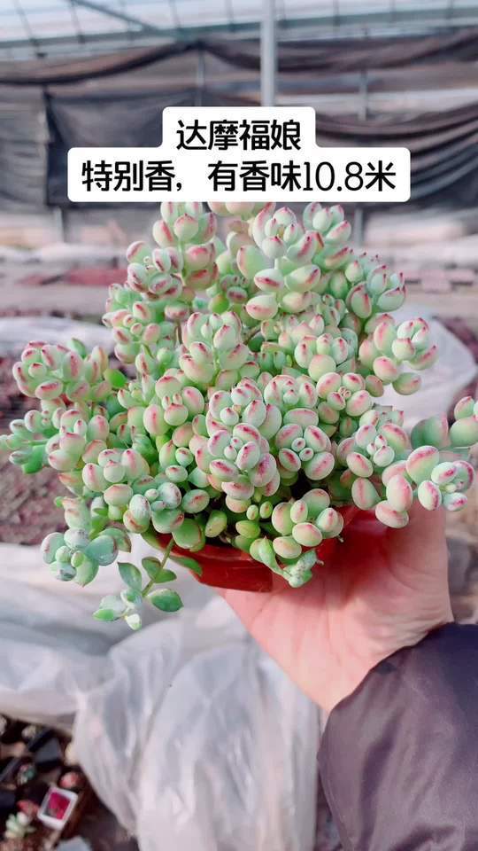 达摩福娘,多肉界的香气小精灵