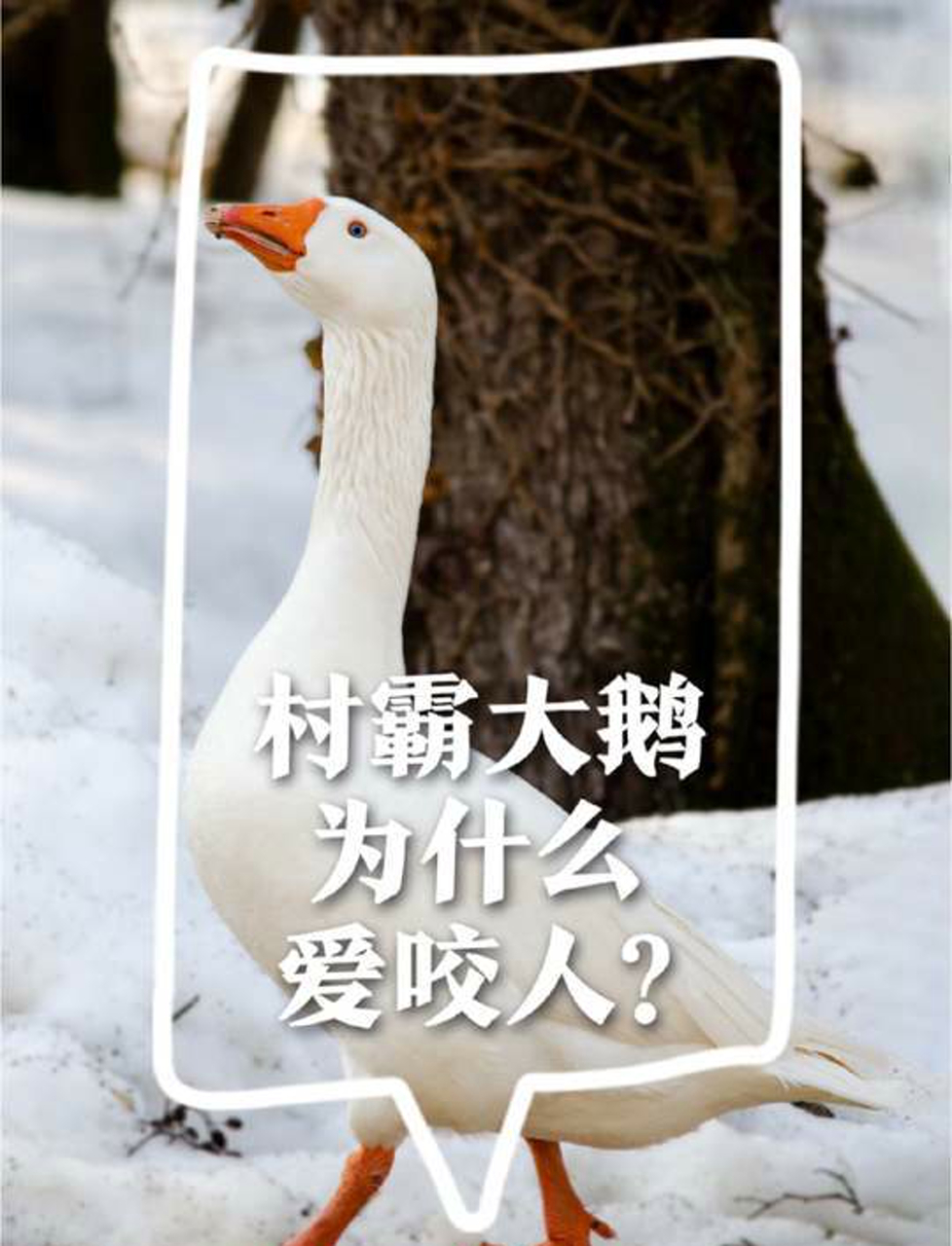 村里的恶霸大鹅,为啥这么爱打架?