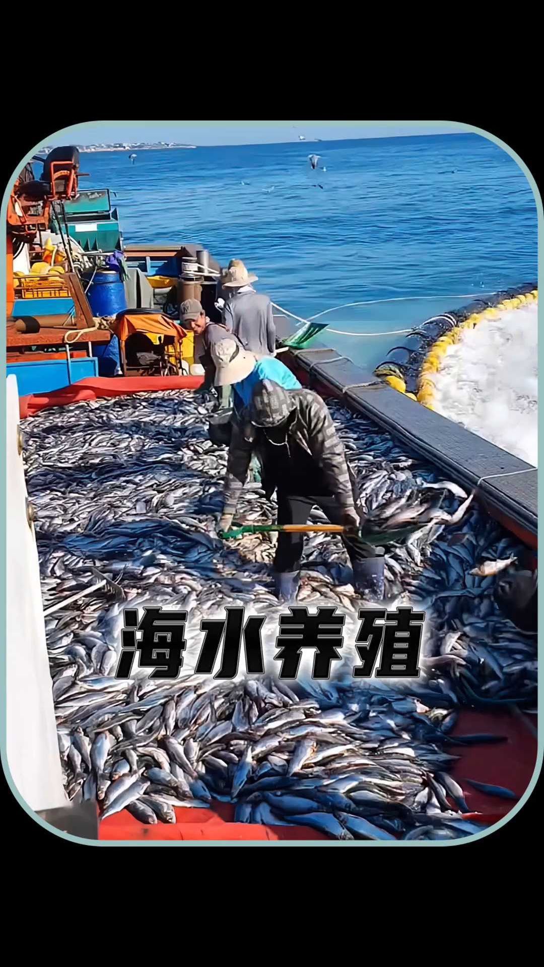 在韩国利用海水养殖鱼类的诀窍解密