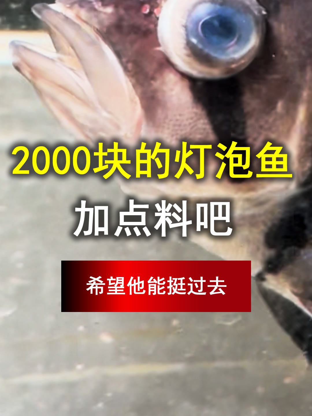 2000块的灯泡鱼要玩完,加点料吧,希望能挺过去