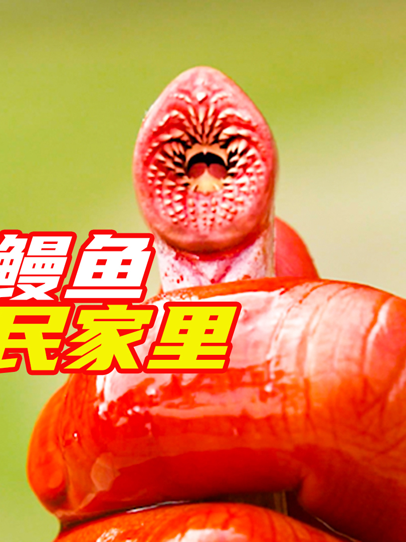 水龙头里钻出鳗鱼