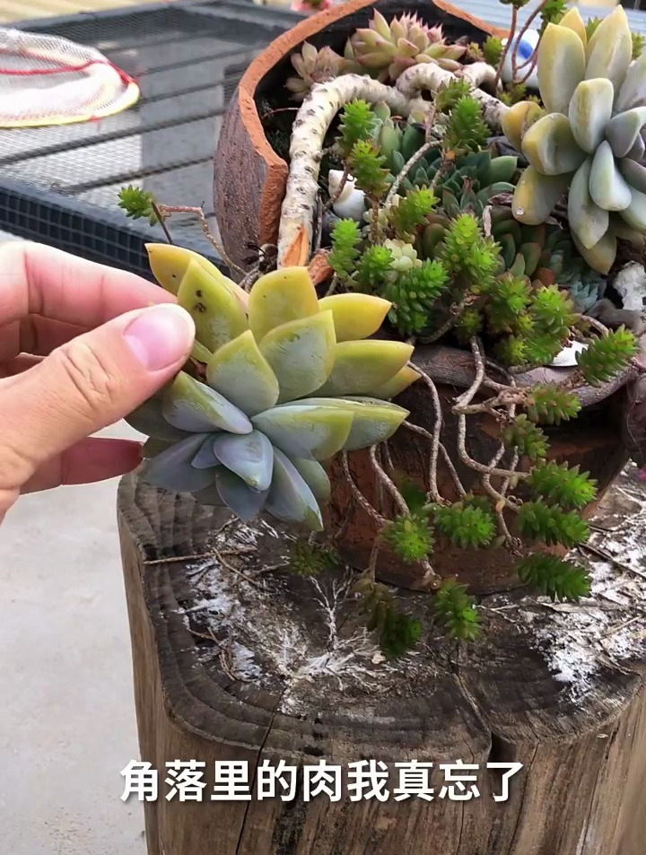 多肉怎么可能耐寒?地区,温度,水分,都不一样,赶紧搬吧