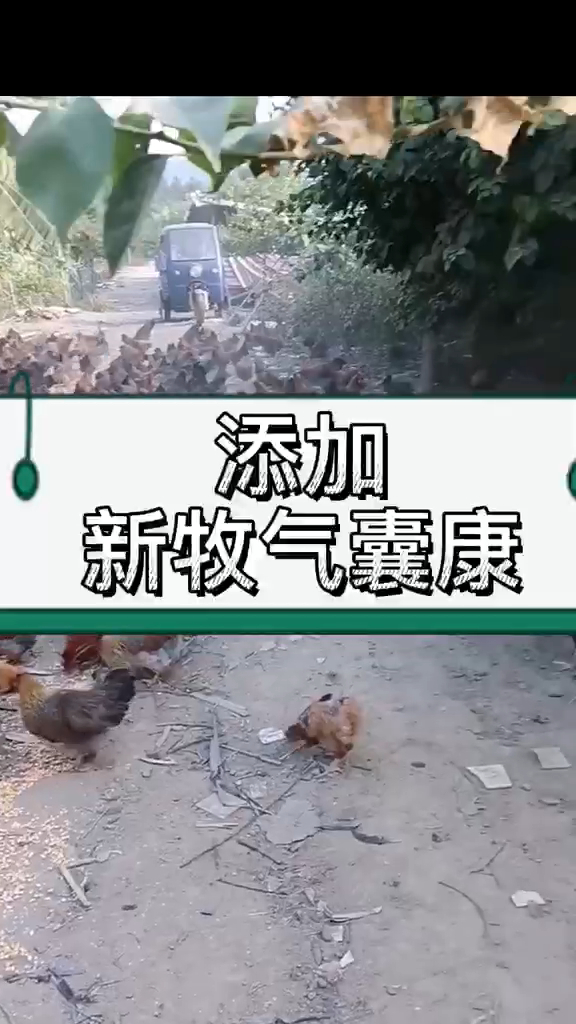 鸡气囊炎特效治疗方案 鸡气囊炎用什么 雏鸡气囊炎是怎么引起的 小鸡气囊炎的症状